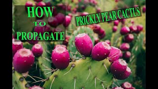 How To Propagate Prickly Pear Cactus | EASY!