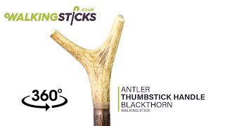 Antler Thumbstick Handle Blackthorn Walking Stick