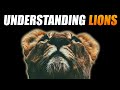 How Does The Lion Communicate Language Of The King Of The Jungle 
