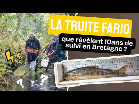 La Truite fario en Bretagne : que révèlent 10 ans de suivi scientifique ?