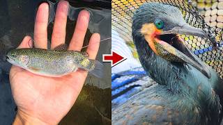 ニジマスを泳がせてカワウを釣ってみた