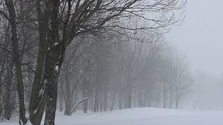 Snow is Falling Stock Footage - Snow is Falling Free Stock Videos - Snow is Falling No Copyright