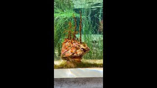 Wavy Turban Snail