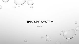 BIO 161 Chapter 24 Urinary System Pt1