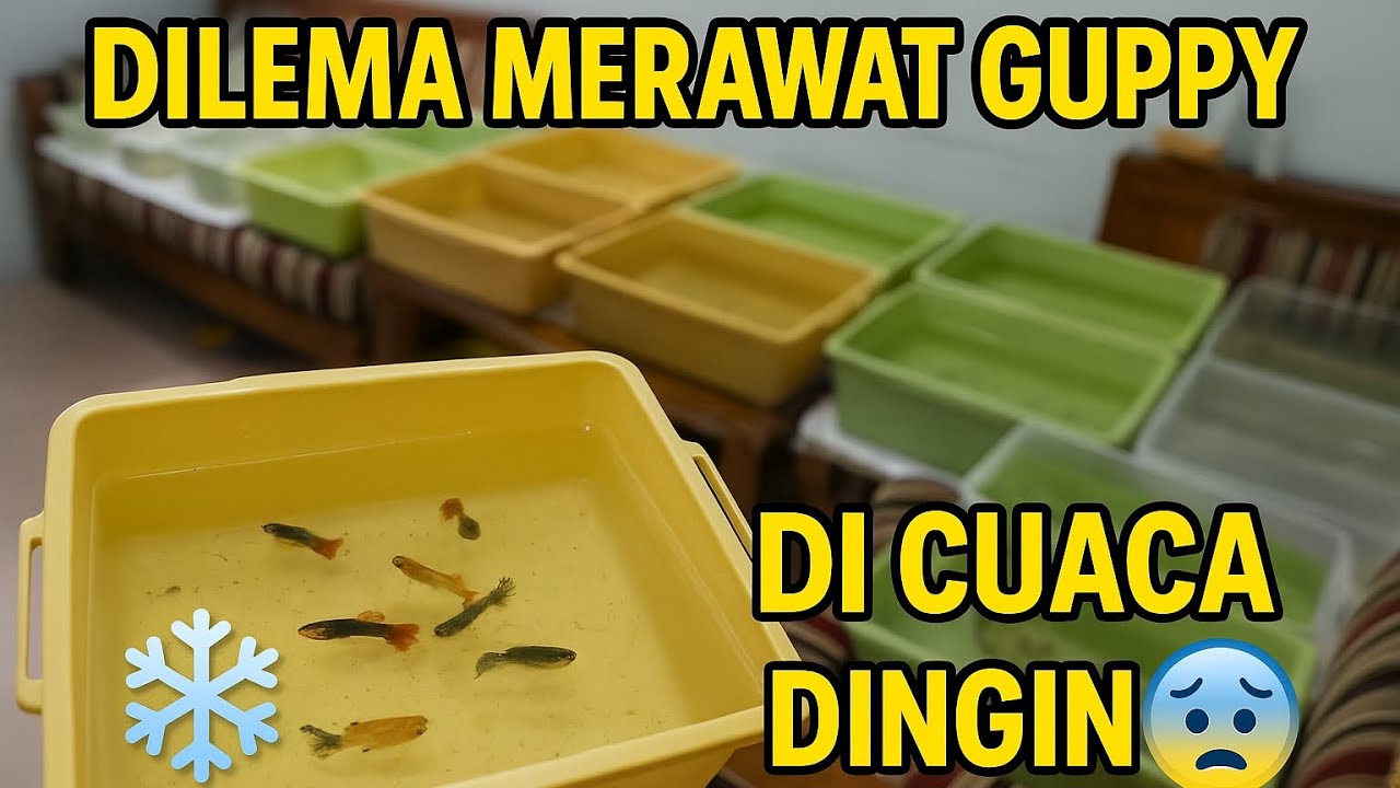 Suhu Dingin Bikin Guppy Sakit atau Kerdil?! Ini Solusinya ❄️🐟