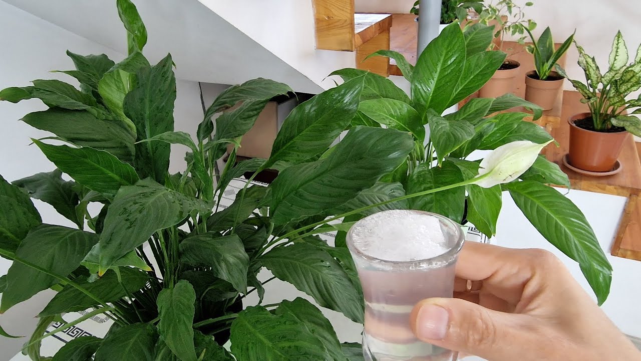 Bir Bardak VERİN çiçeklerniz DURMADAN çiçek AÇSIN😉 Çiçek Çoşturan Kür