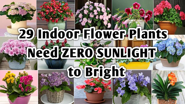29 Indoor Flowering Plants | Best Indoor Flowering Plants with Identification | Plant and Planting