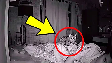 ¿Por qué los gatos miran dormir a su dueño?
