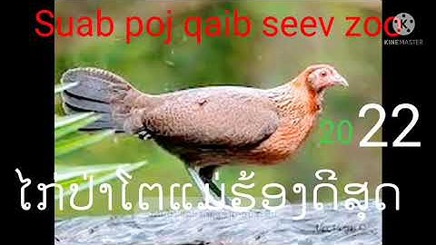 suab poj qaib qub seev zoo heev dib tuaj 100%ໄກ່ປ່າໂຕແມ່ຕໍ່ມາ100%