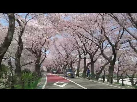 いきものがかり『さくら』の舞台 厚木の桜並木 Cherry blossoms lined path in Japan