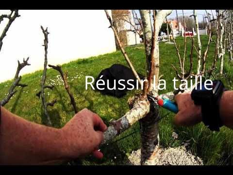 Taille d'un poirier couvert de boutons à fleurs 1