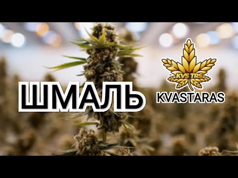 KVASTARAS - ШМАЛЬ (visualiser)