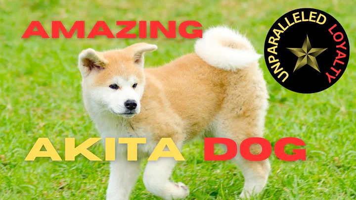 TRY NOT TO CRY! AMAZING HACHIKÔ