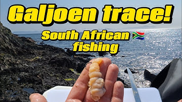 Building the easiest Galjoen trace!