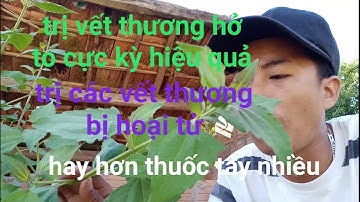 Bài thuốc dân gian trị vết thương hở to cực kỳ nhanh lành - kênh chia sẻ về cuộc sống