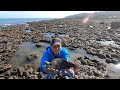 海边礁石区海货密布，阿文从石缝里连抓大鱼龙虾，这个头真是给力