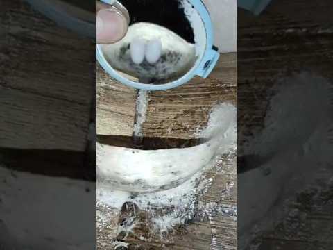 Cek telur burung walet