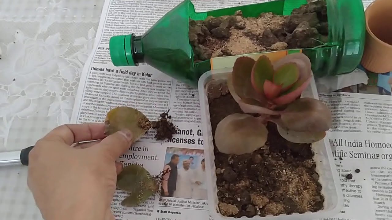 Plant in bottle Botal mein plant kaise lagaye Grow plants in plastic bottle Kalenchoe