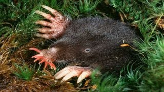 10 Odd Animal Adaptations