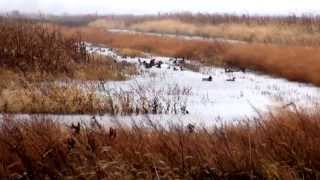 MI DNR Managed Waterfowl Hunt Area: Harsens Island