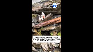 Dog found a week after owner survives 180-foot fall at waterfall
