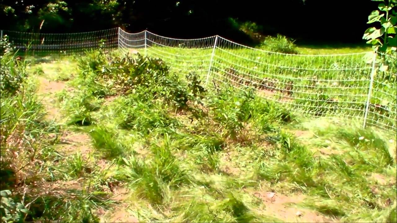 Fenced In Raspberry Patch Chickens in Raspberry Patch - YouTube