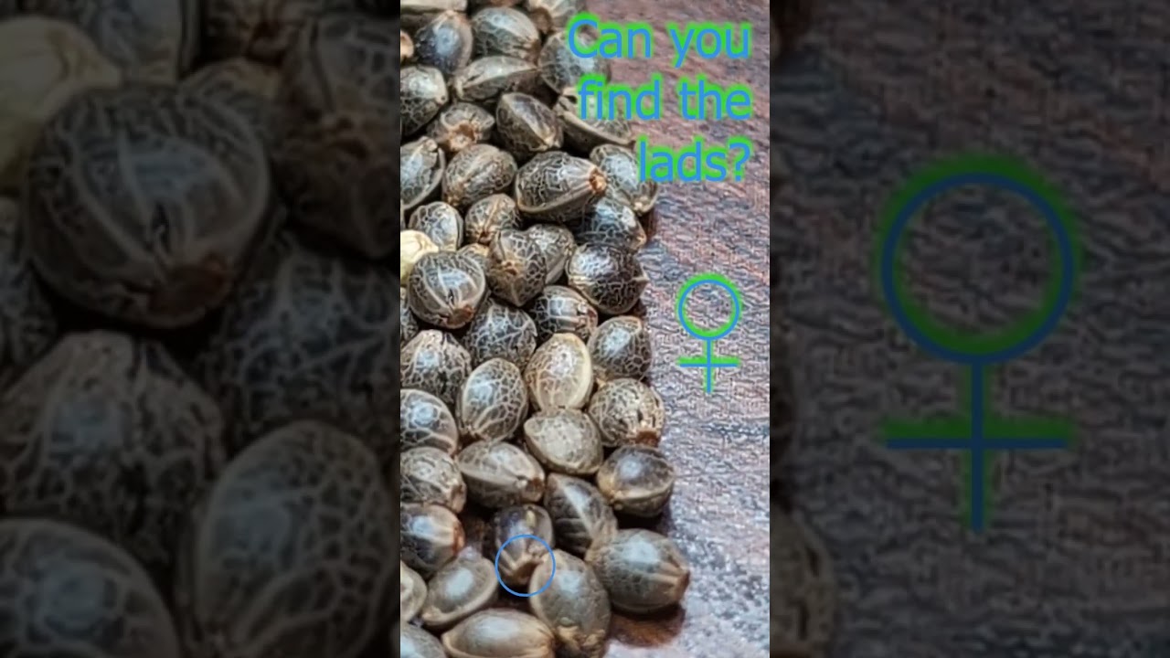 Canna Cult Cannabis Seed Gender Identification