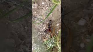 نمل متعاون النمل نملة حشرات Collaborative ants ants ant insects