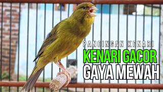 Masteran Kenari Roll Panjang Jernih Pancingan Agar Kenari Cepat Buka Paruh Ngerol Panjang !