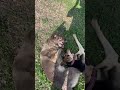 These Two Dog Bestfriend 