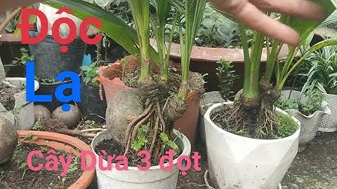 Độc lạ những cây dừa 3 đọt ở Bến tre