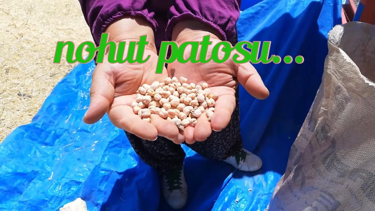 NOHUT PATOSU.