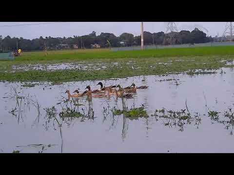 Ducks Raising Method