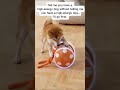 Look at this #pets #viral #cute #funny #dog #dogshorts #fun #dogs #foryou #cute