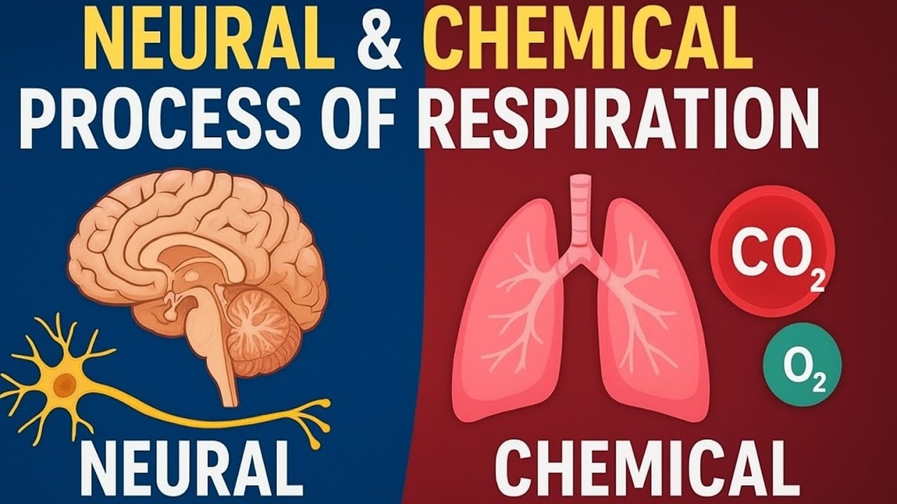 Neural and chemical process of respiration ViralNurse