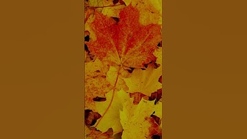 تلاوة جميلة جدا للقارئ الشيخ فارس العباد #quran #اكسبلور #islamicscripture #دويتو #qurankarim 