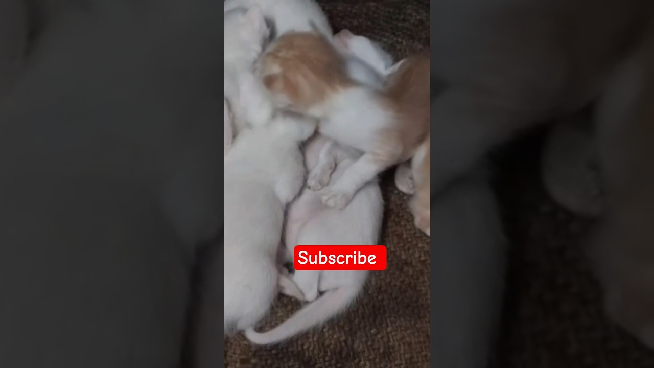 small small cats 🙀