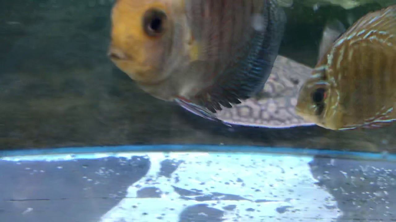 camera iphone 8 plus apk Motoro pearl hybrid stingray , ready to go