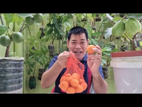 Video: Paano magtanim ng mga tangerines: mga tampok ng pangangalaga at paglilinang, mga tip at trick