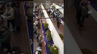 Kokufu 2025 第99回国風盆栽展