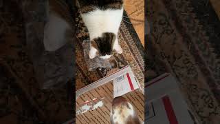 October 3, 20233 Deckit With Ears