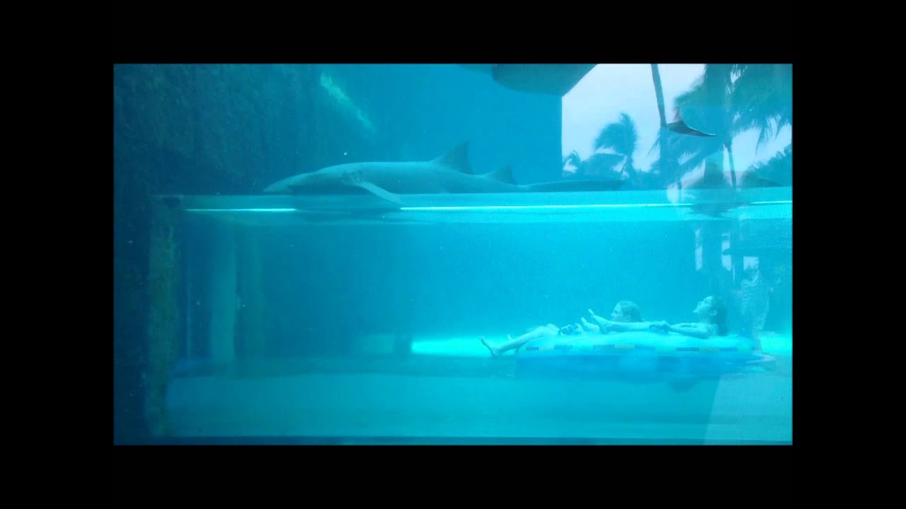 Atlantis Bahamas Shark Tank Lazy River YouTube