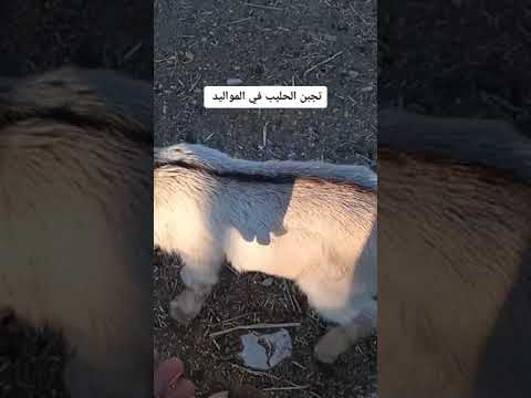 أعراض تجبن الحليب عند صغار الغنم