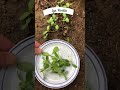 Borage Microgreens Tiny Greens, Huge Health Benefits! 🌱#BorageMicrogreens #Superfood #HealthyEating