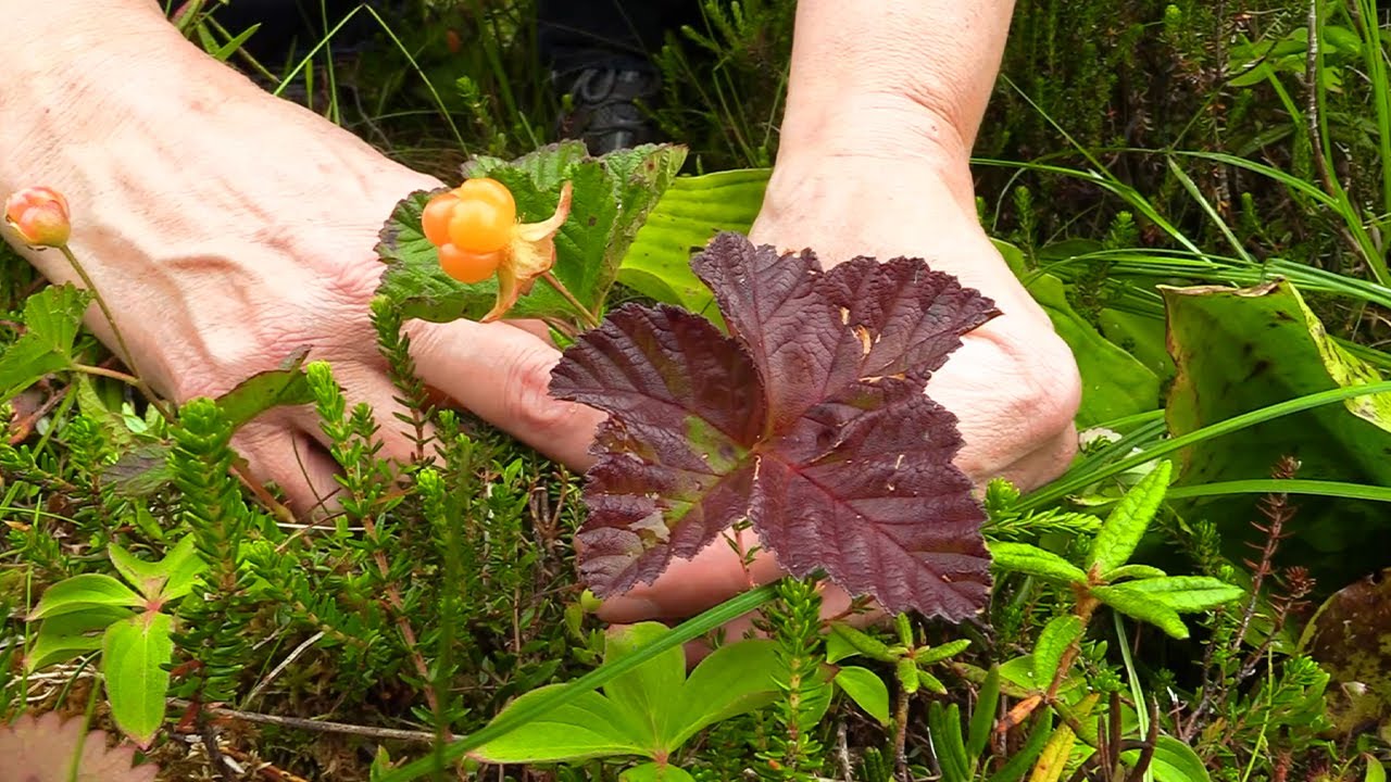 Cloud Berry (Identification)