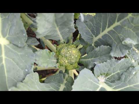My first time growing broccoli - head beginning to form