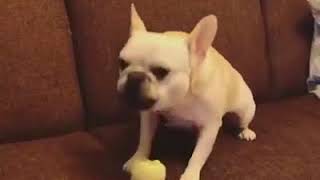 | 9GAG | Every time it hears the squeaks