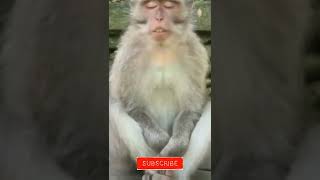 funny monkey video | monkey meditation #shorts