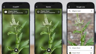 Testing AI to Identify Alligator Weed | ChatGPT vs Gemini vs Google Lens screenshot 5