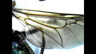 usbpluinmicroscope fly how cool is that Resimi